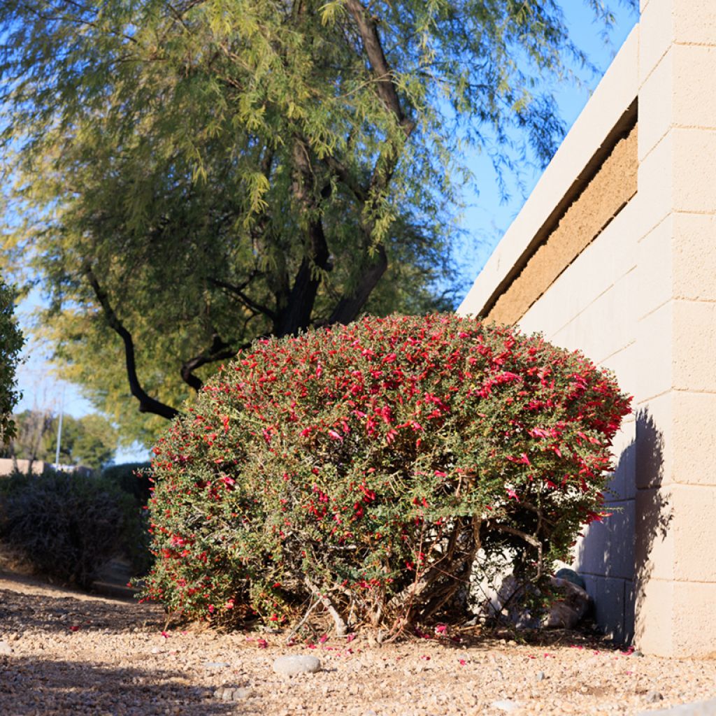 Eremophila maculata - Emustrauch