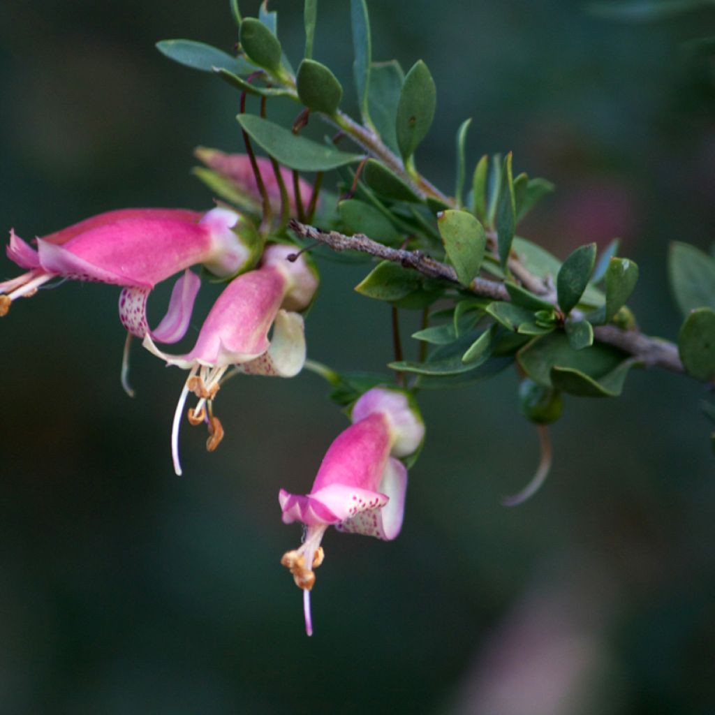 Eremophila maculata - Emustrauch