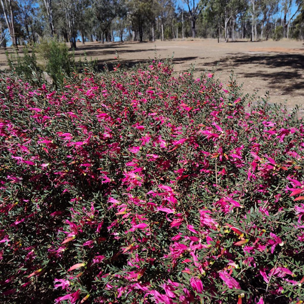 Eremophila maculata - Emustrauch