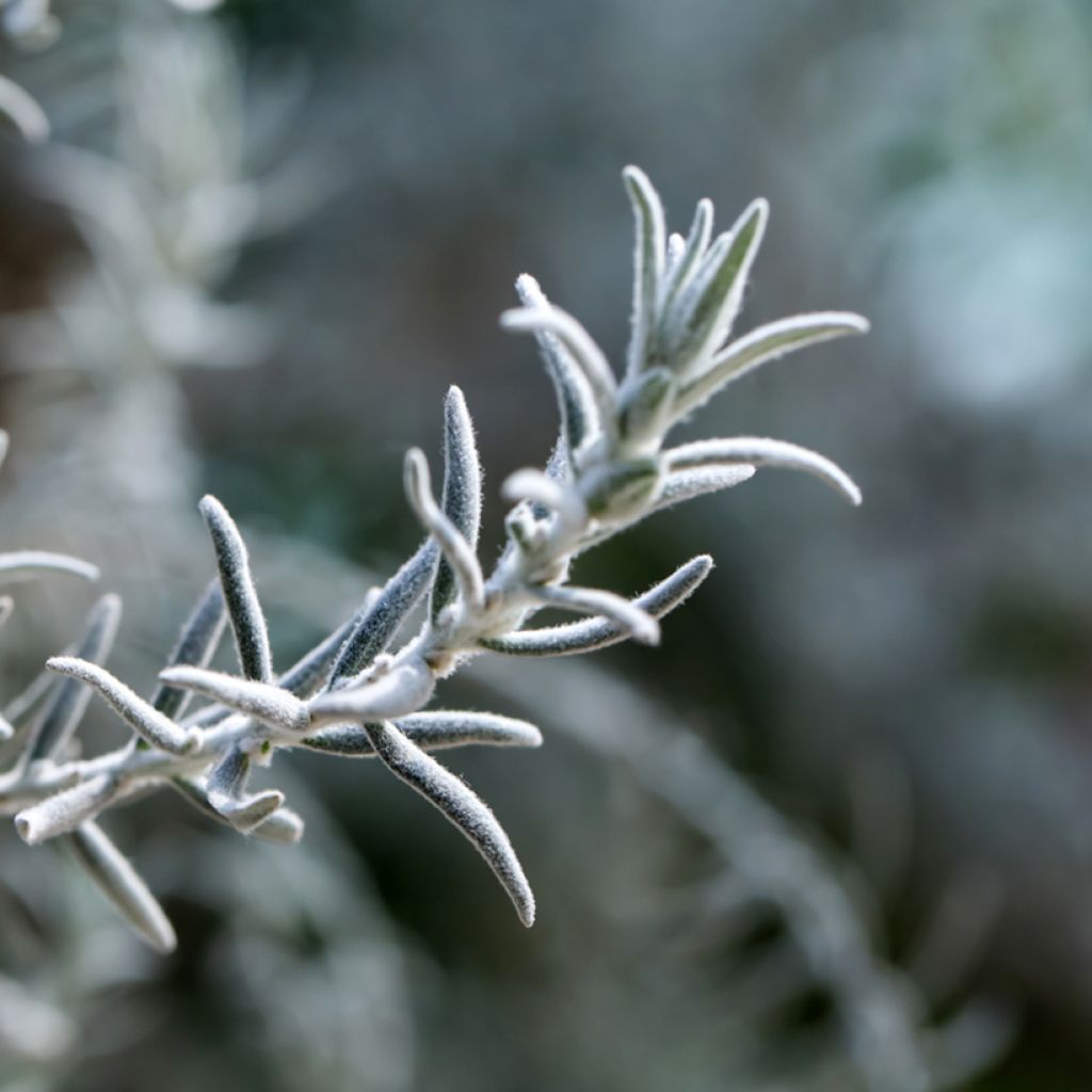 Eremophila nivea - Emustrauch