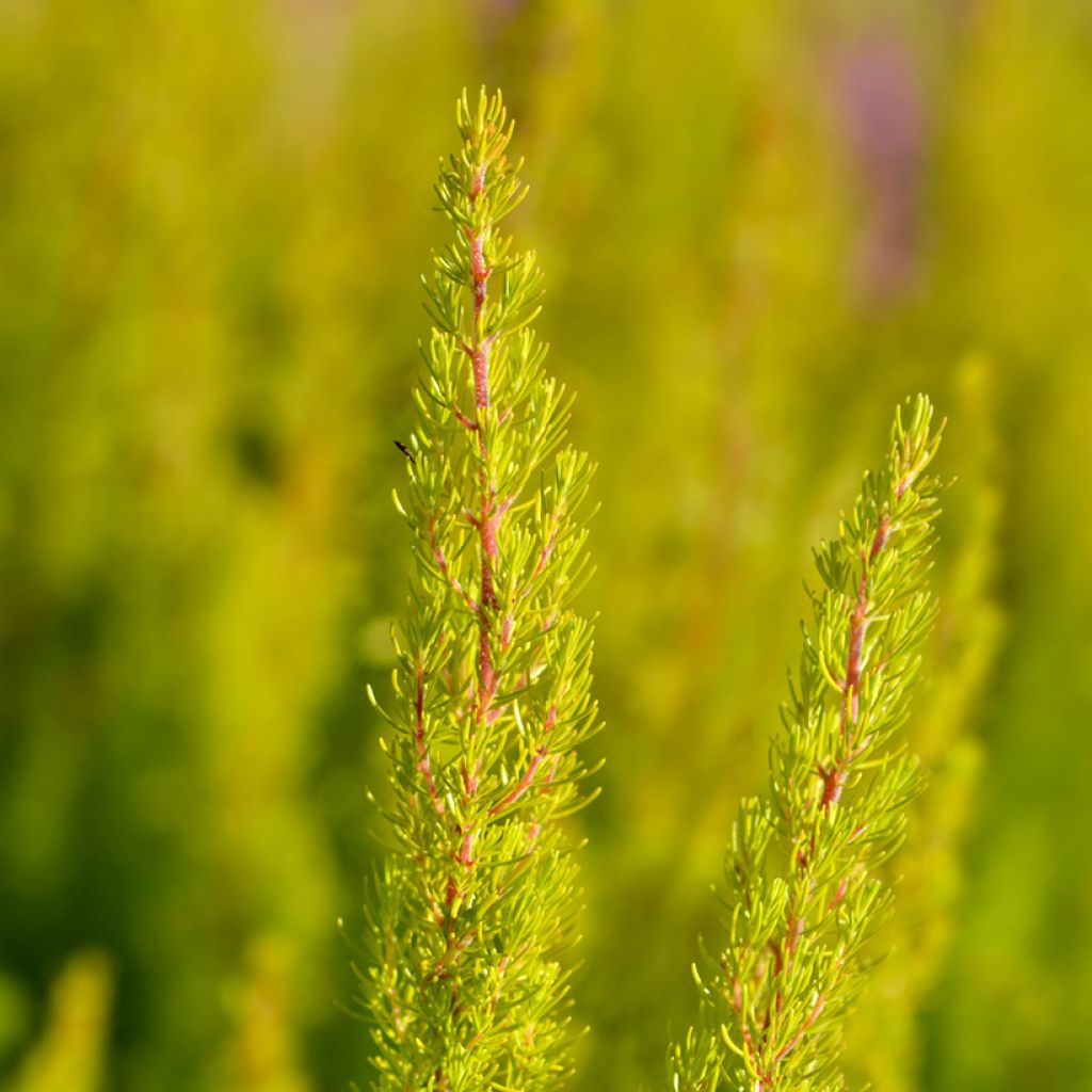 Baum-Heide Albert's Gold - Erica arborea