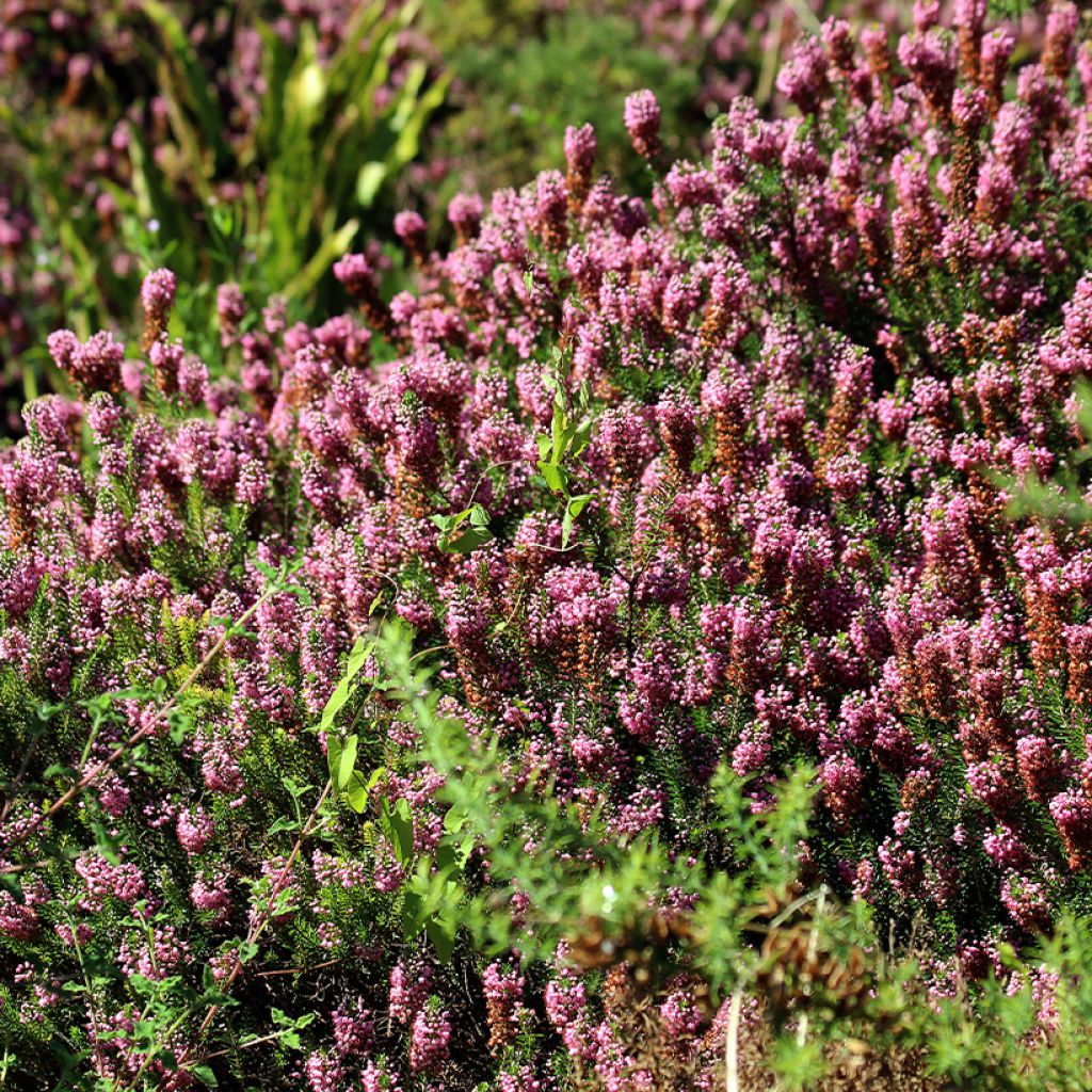 Cornwall-Heide Diana Hornibrook - Erica vagans