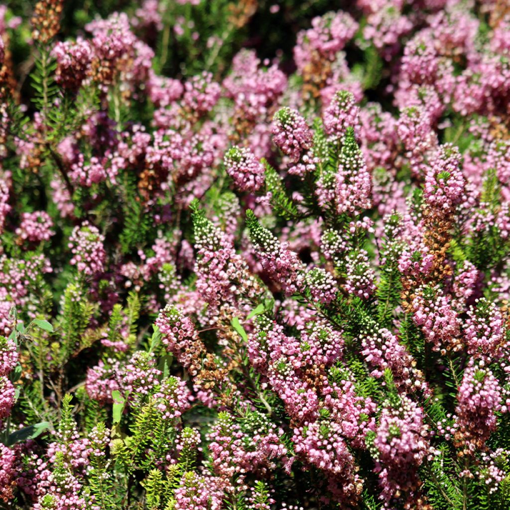 Cornwall-Heide Diana Hornibrook - Erica vagans