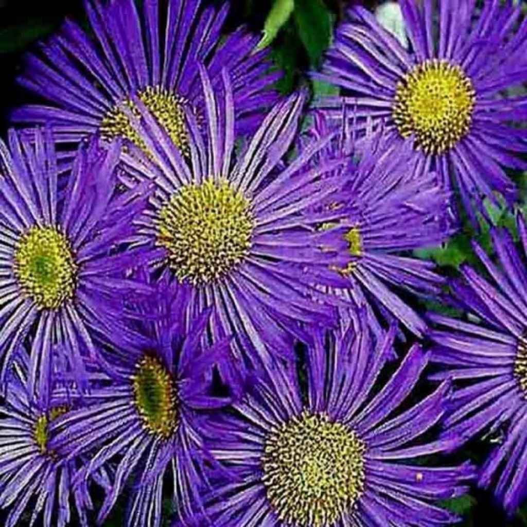 Berufkraut Dunkelste Aller - Erigeron