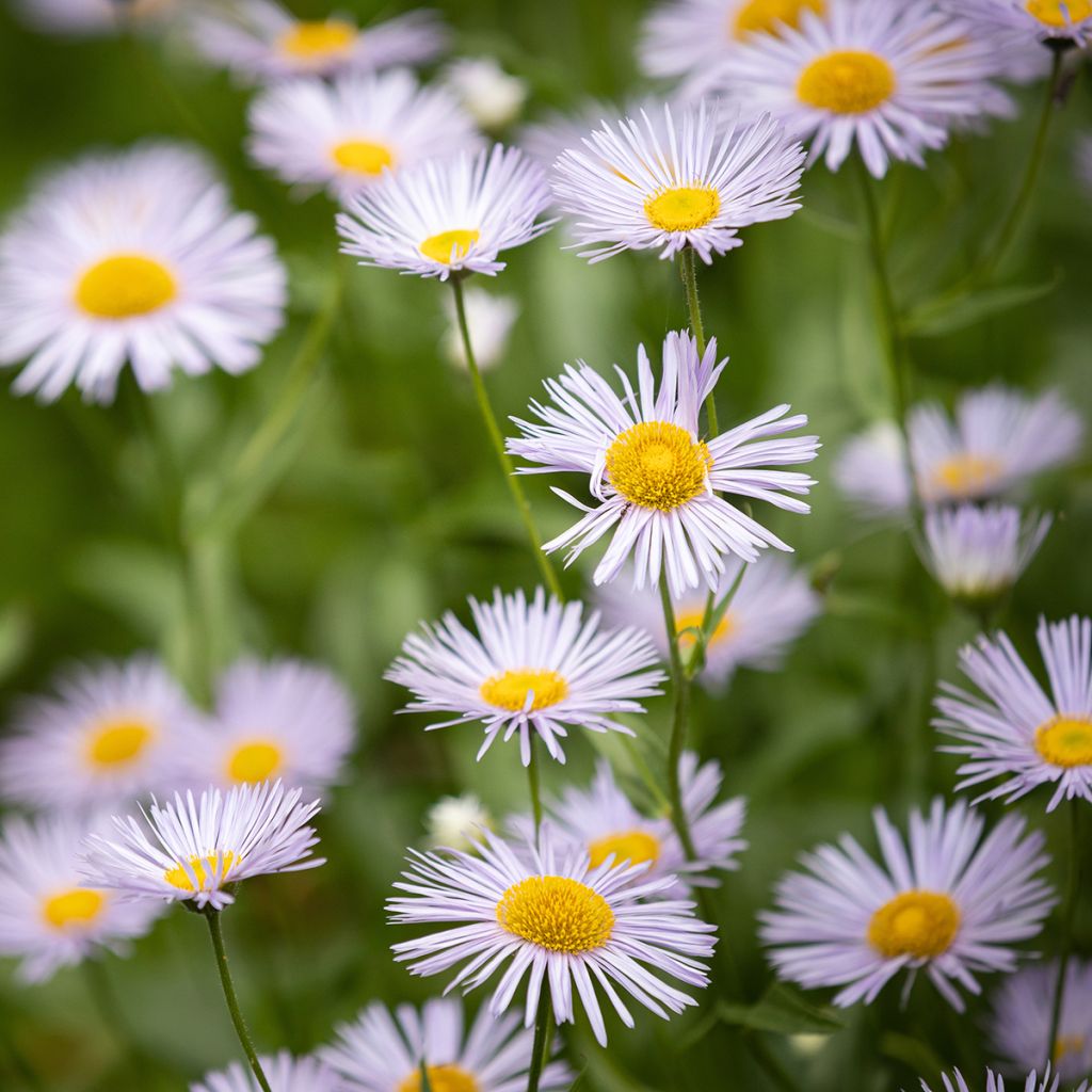 Prächtiges Berufkraut Sommerneuschnee - Erigeron speciosus