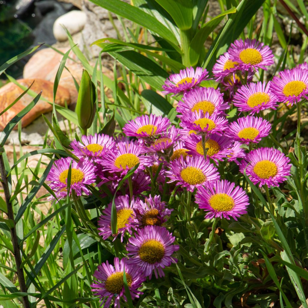 Strand-Berufkraut Sea Breeze - Erigeron glaucus