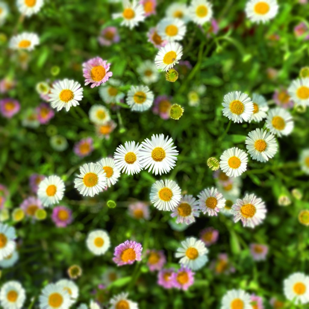 Karwinskis Feinstrahl Profusion (Samen) - Erigeron karvinskianus
