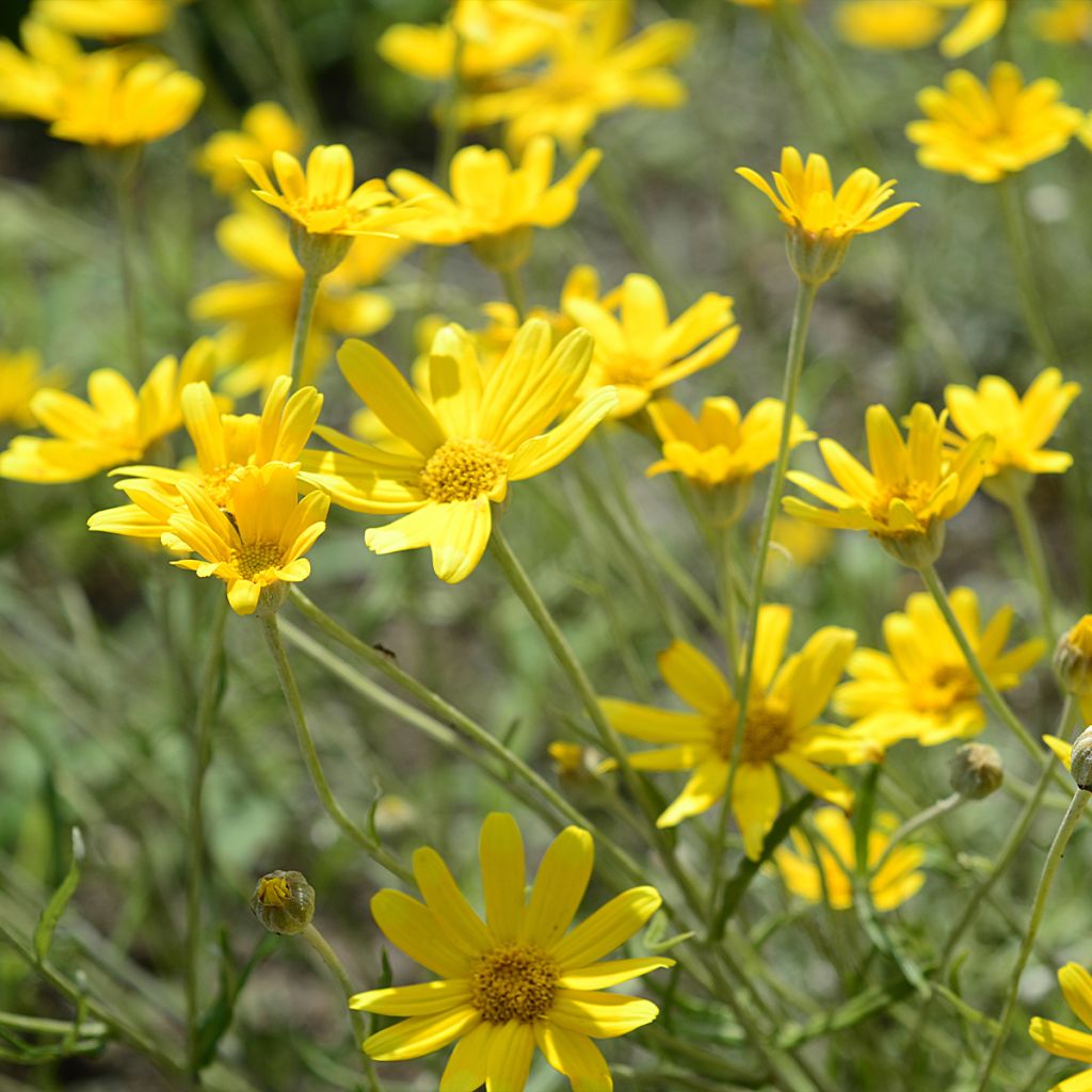Eriophyllum lanatum Pointe - Großköpfiges Wollblatt