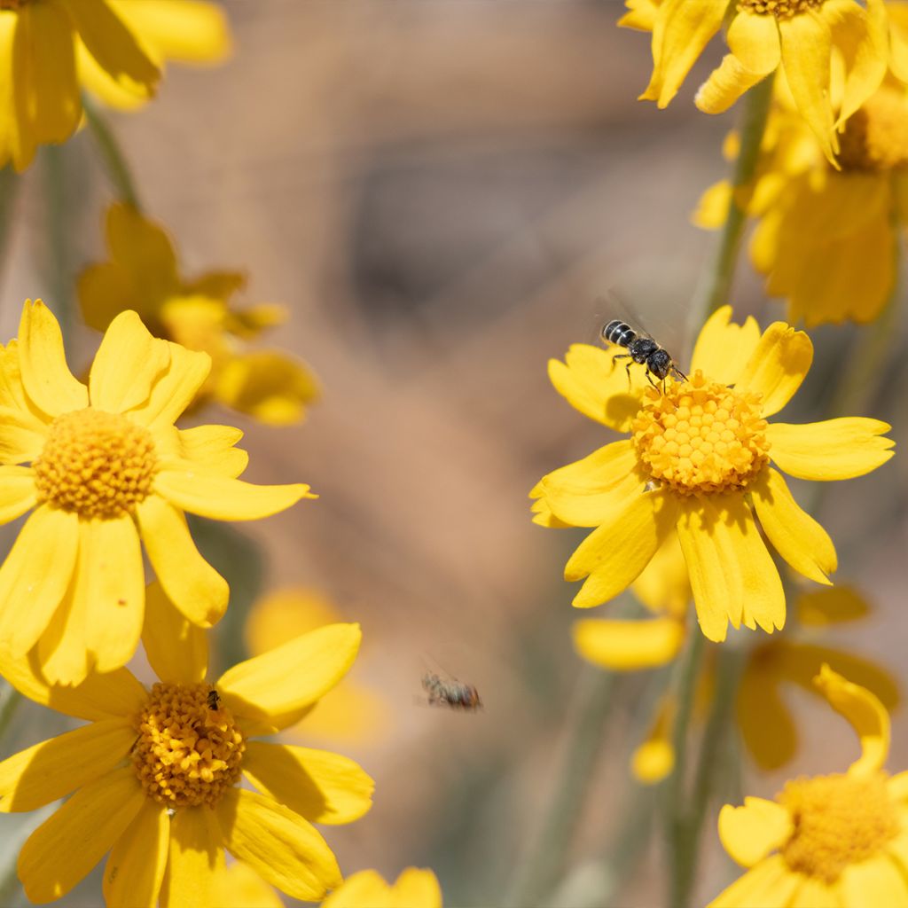 Eriophyllum lanatum subsp. arachnoideum Ssp. Arachnoideum - Großköpfiges Wollblatt