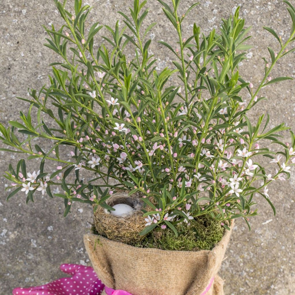 Eriostemon myoporoides Flower Girl Pink - Langblättrige Wachsblume