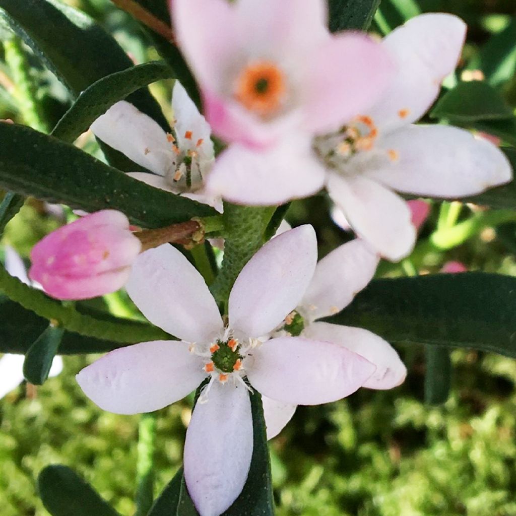 Eriostemon myoporoides Flower Girl Pink - Langblättrige Wachsblume