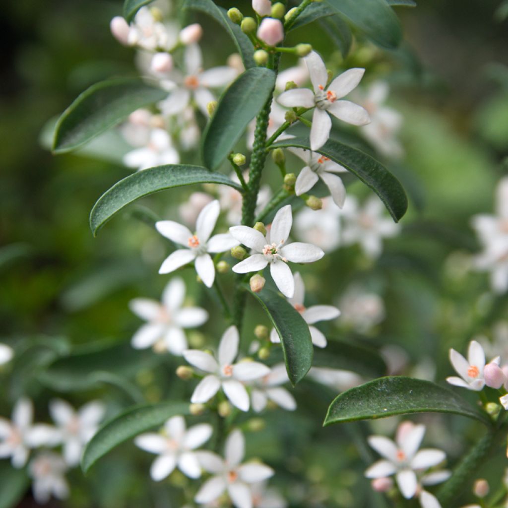 Eriostemon myoporoides - Langblättrige Wachsblume