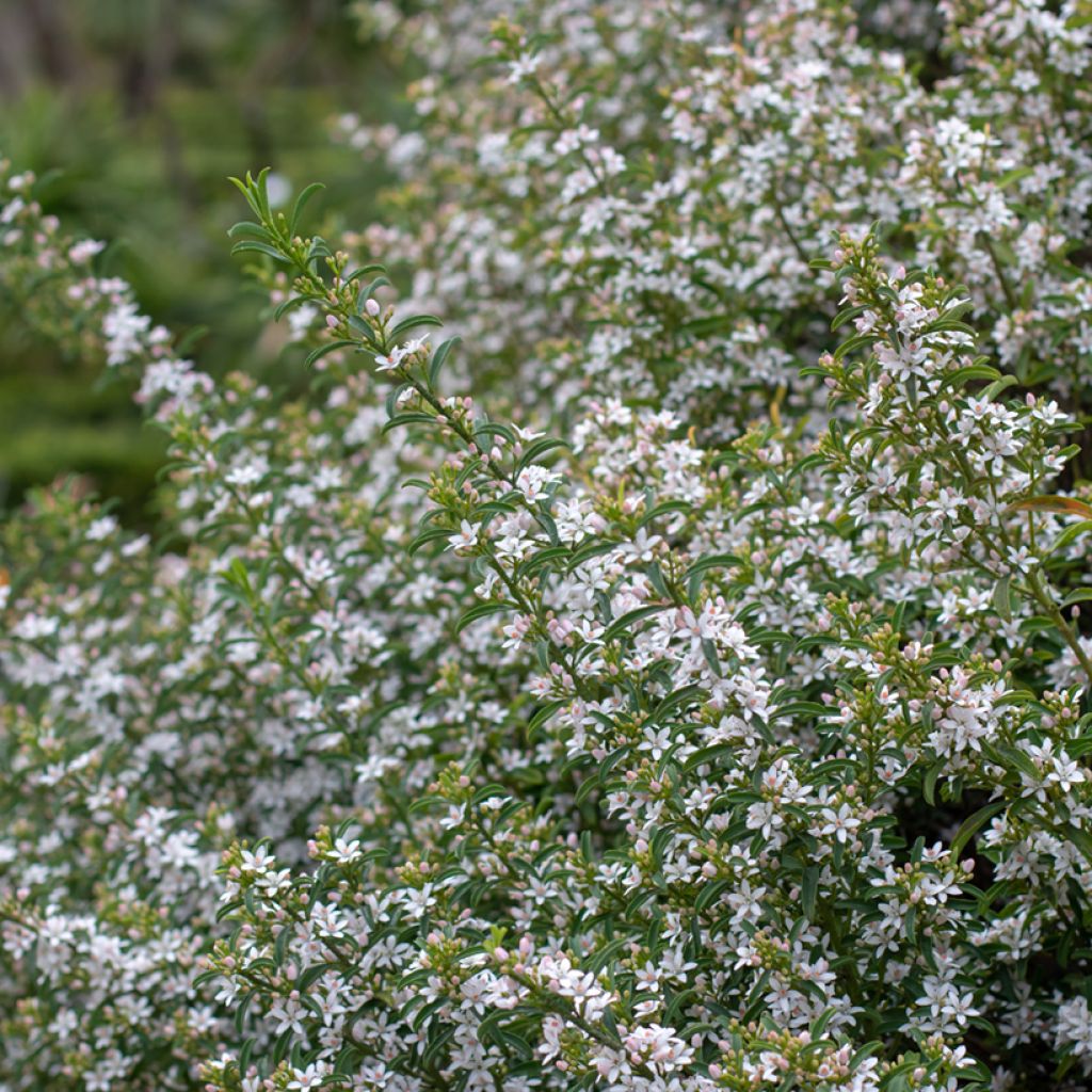 Eriostemon myoporoides - Langblättrige Wachsblume