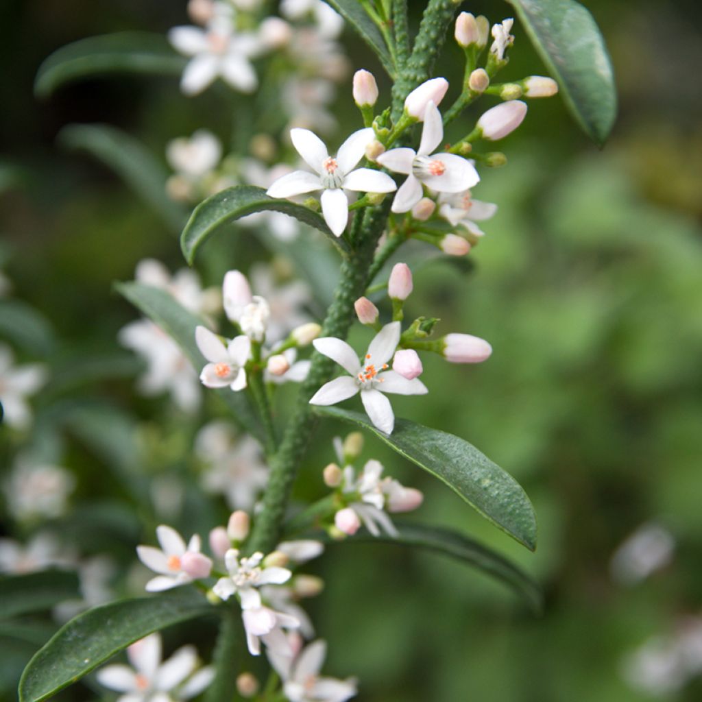 Eriostemon myoporoides - Langblättrige Wachsblume