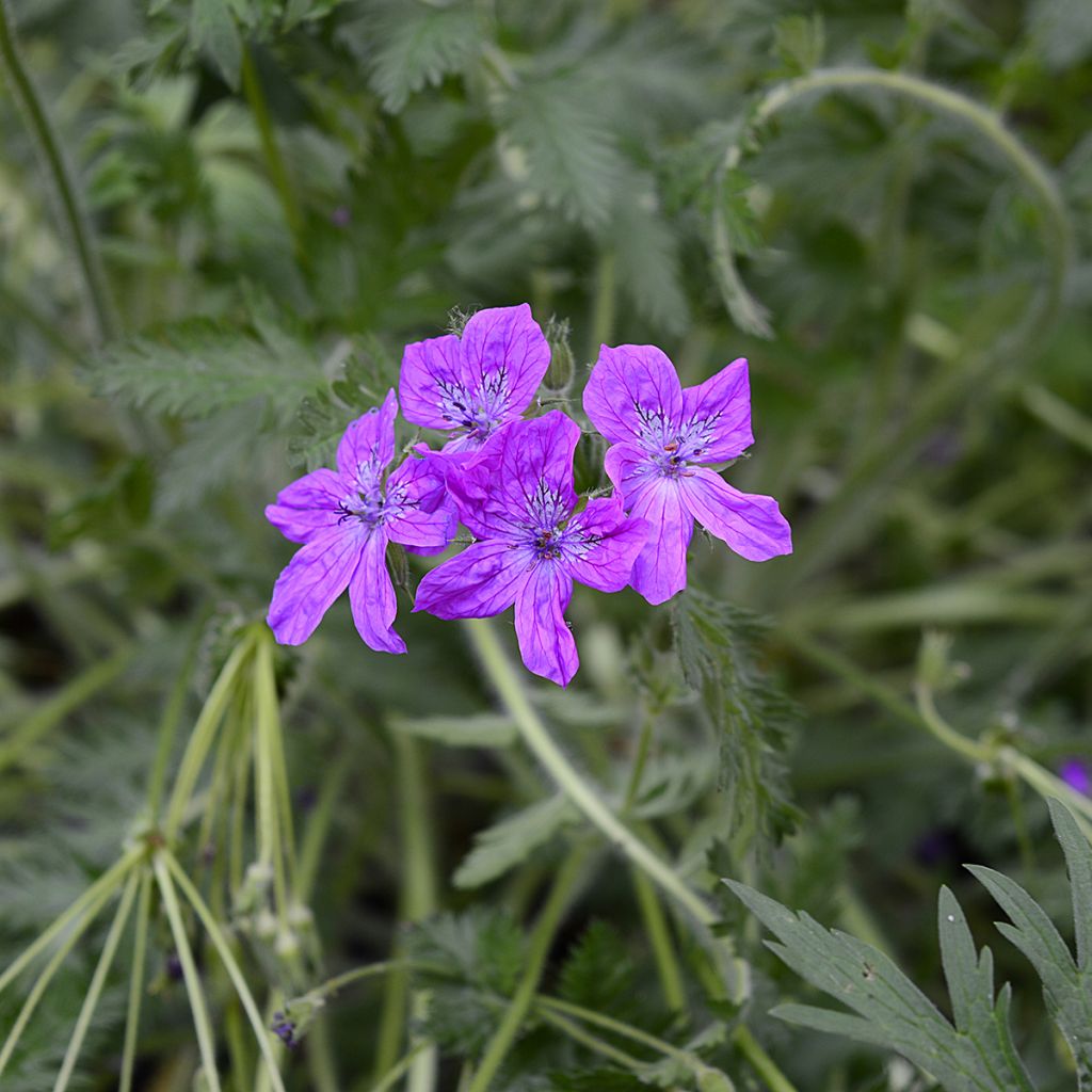 Erodium manescavii - Großer Purpur-Reiherschnabel