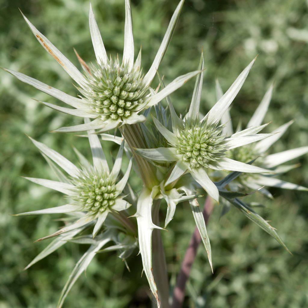 Eryngium zabelii Jos Eijking - Garten-Mannstreu