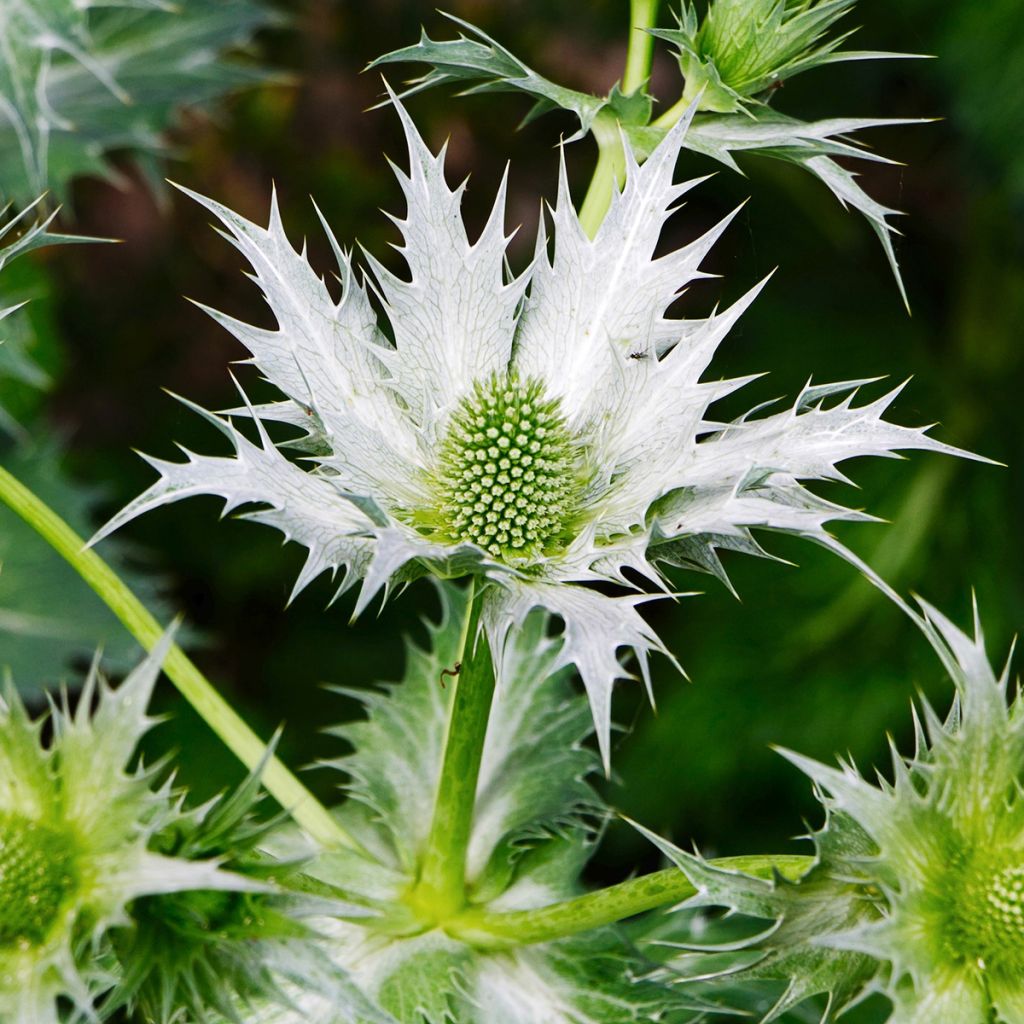 Eryngium giganteum - Elfenbeindistel