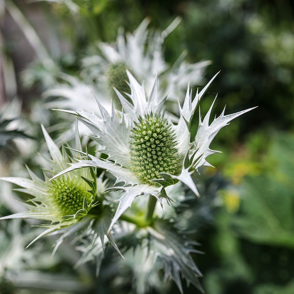 Eryngium giganteum - Elfenbeindistel