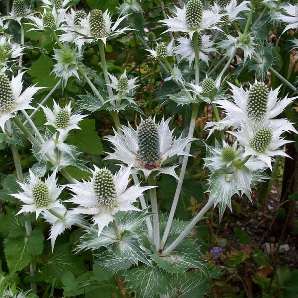 Eryngium giganteum - Elfenbeindistel