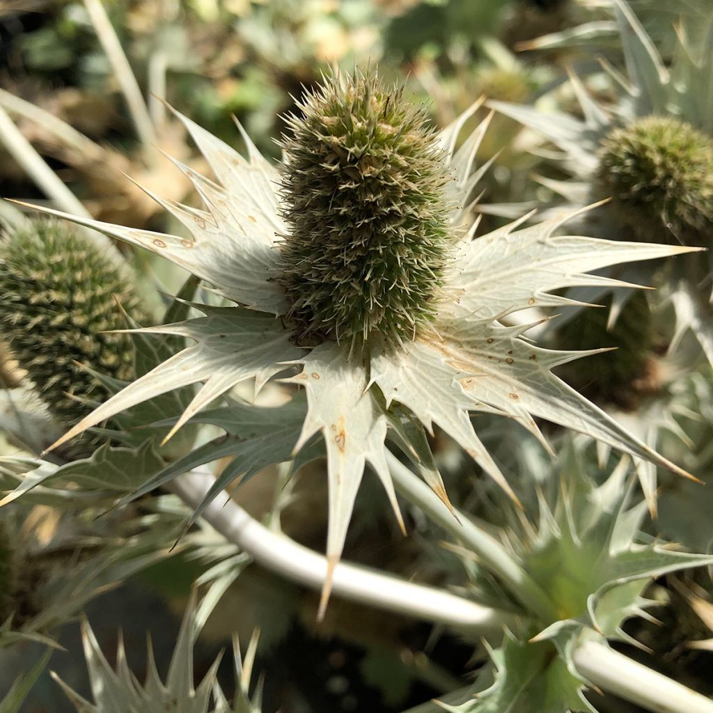 Eryngium giganteum - Panicaut géant
