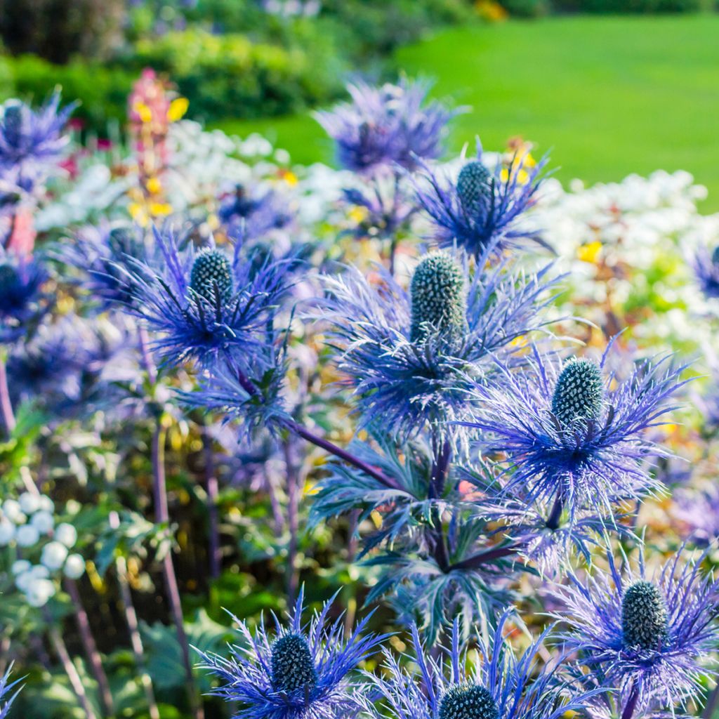Eryngium oliverianum - Oliva Mannstreu