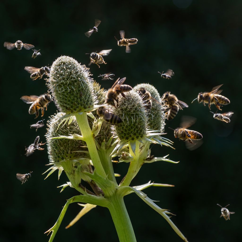 Eryngium agavifolium - Agavenblättrige Mannstreu