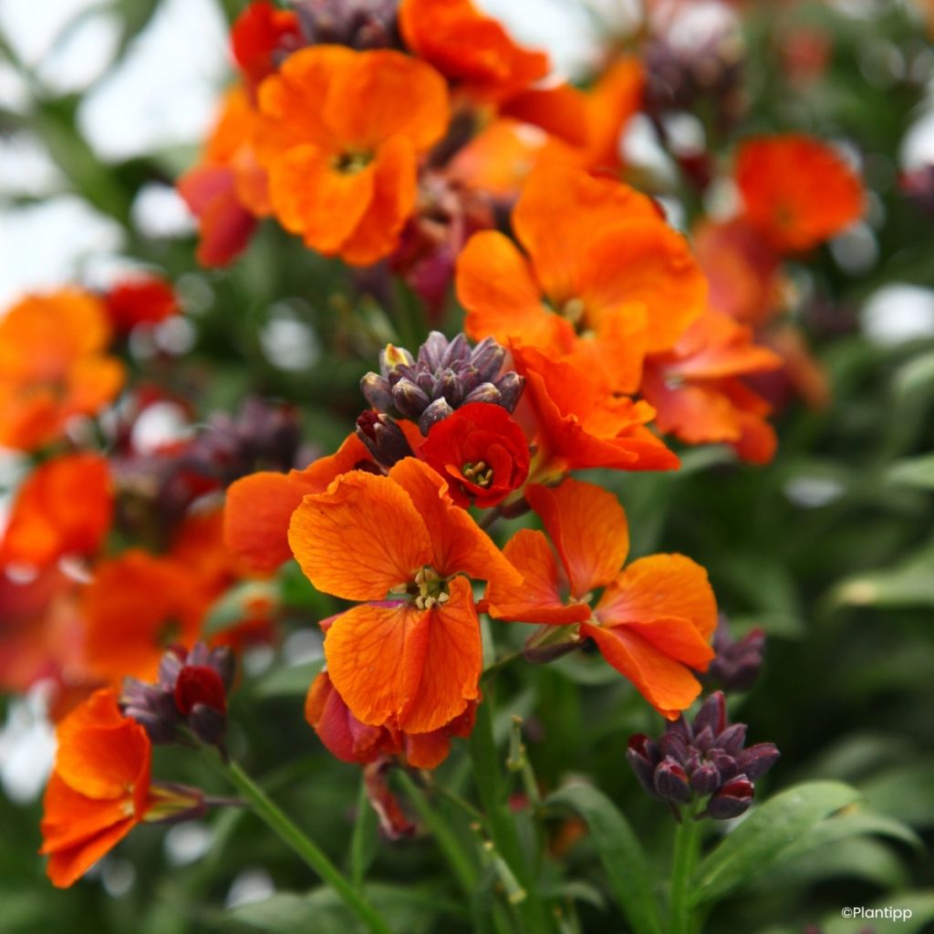 Giroflée vivace - Erysimum Colour Vibe Orange