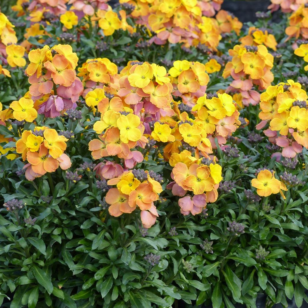 Garten-Goldlack POEM Mandarine - Erysimum