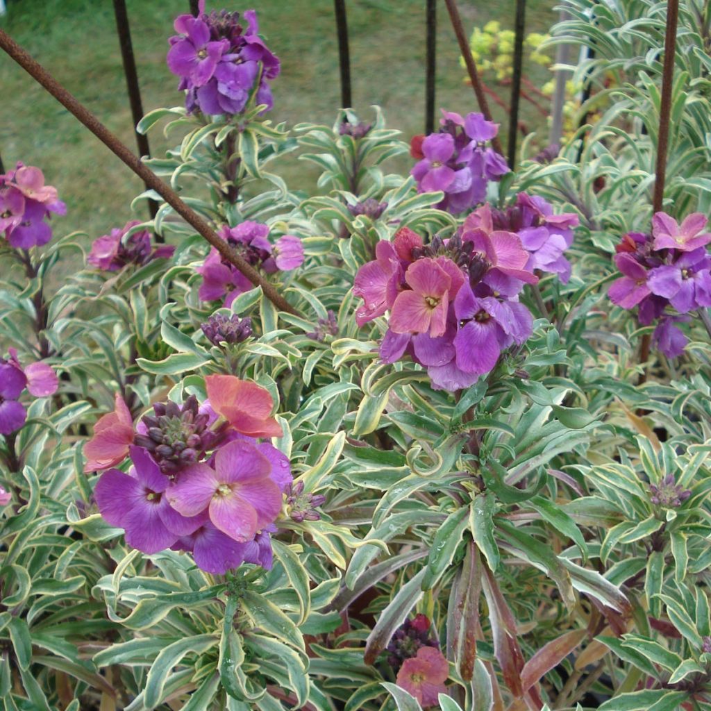 Garten-Goldlack Variegatum - Erysimum linifolium