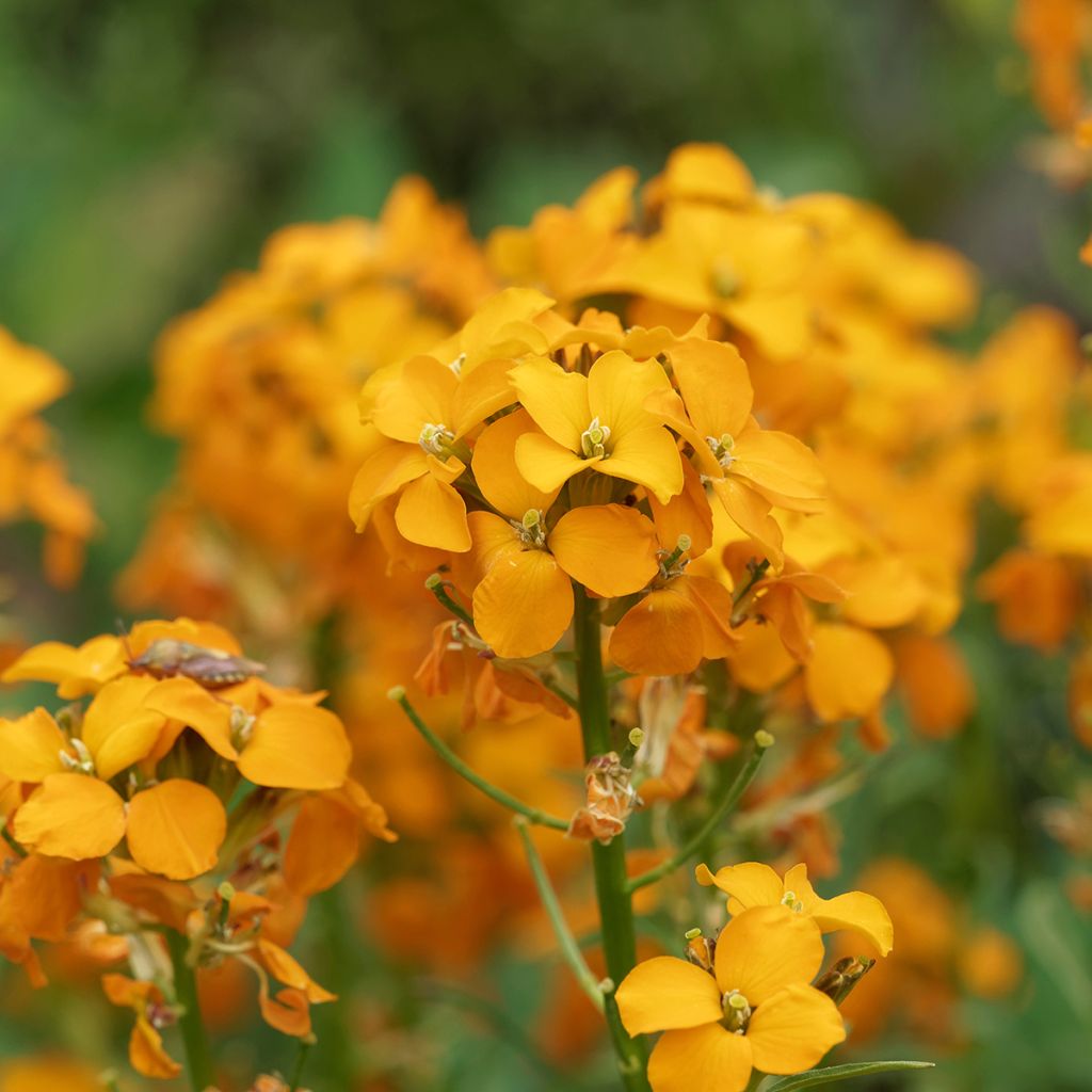 Erysimum allionii Zwerg Mango - Garten-Goldlack