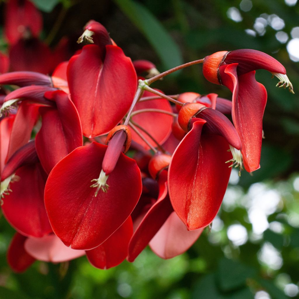 Erythrina crista-galli - Korallenstrauch