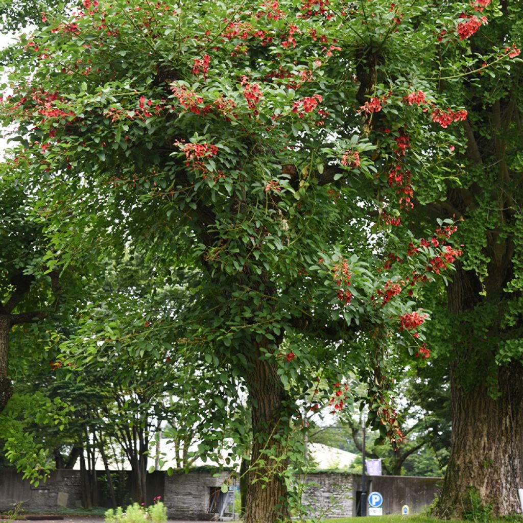 Erythrina crista-galli - Korallenstrauch