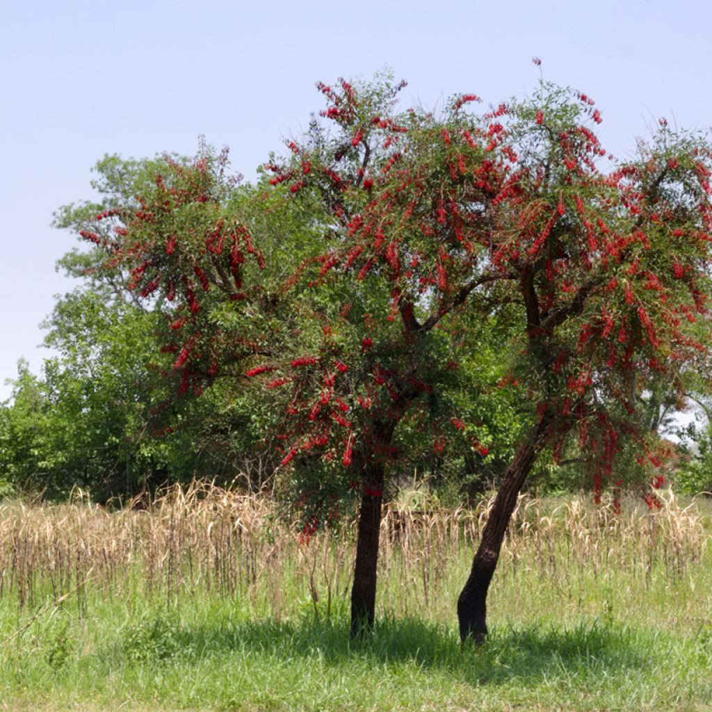 Erythrina crista-galli - Korallenstrauch