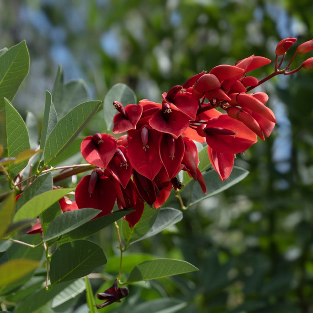 Erythrina crista-galli - Korallenstrauch