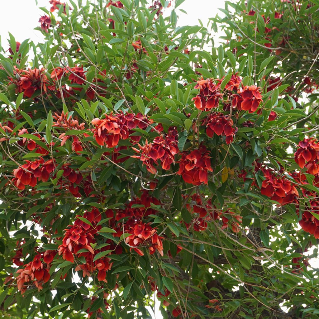 Erythrina crista-galli - Korallenstrauch
