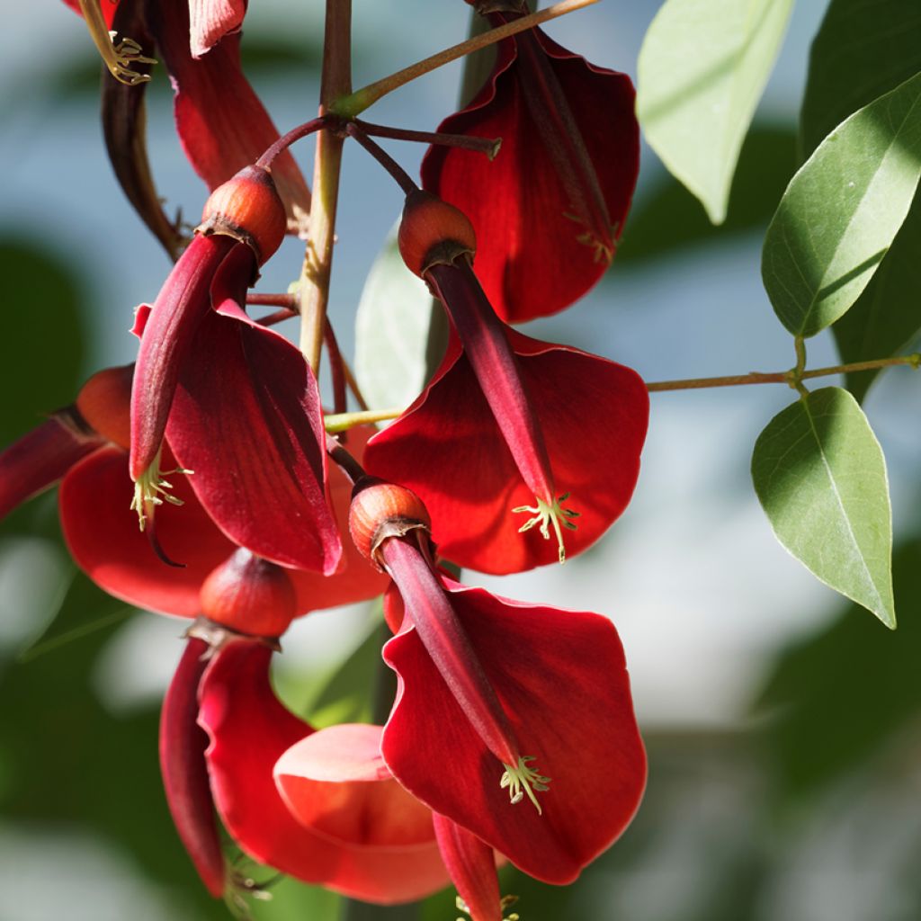 Erythrina crista-galli Compacta - Korallenstrauch