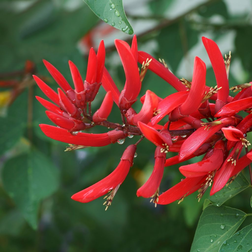 Erythrina bidwillii - Korallenstrauch