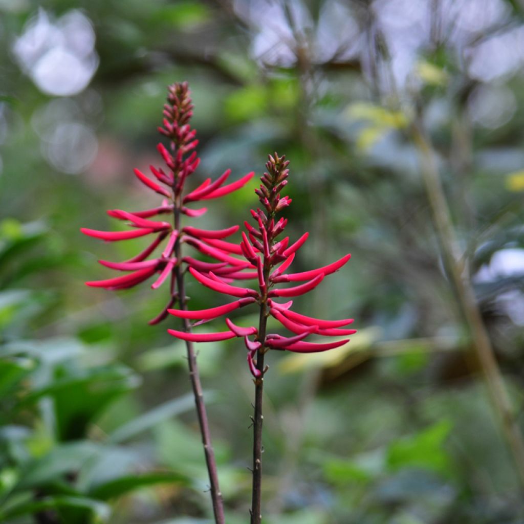 Erythrina Amélie Jeckert - Korallenstrauch