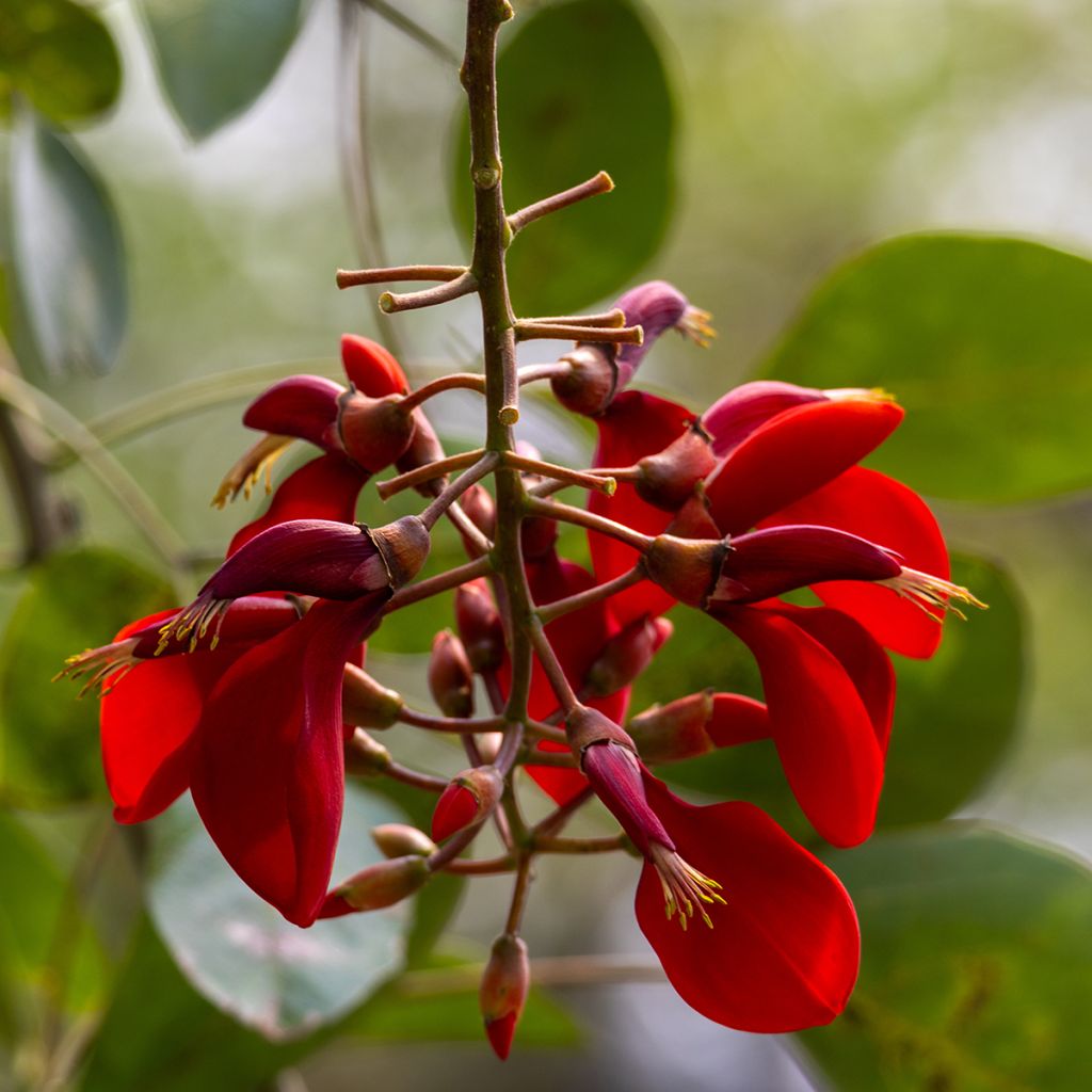 Erythrina crista-galli (samen) - Korallenstrauch