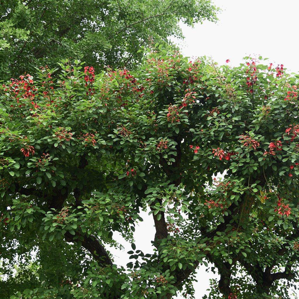 Erythrina crista-galli (samen) - Korallenstrauch
