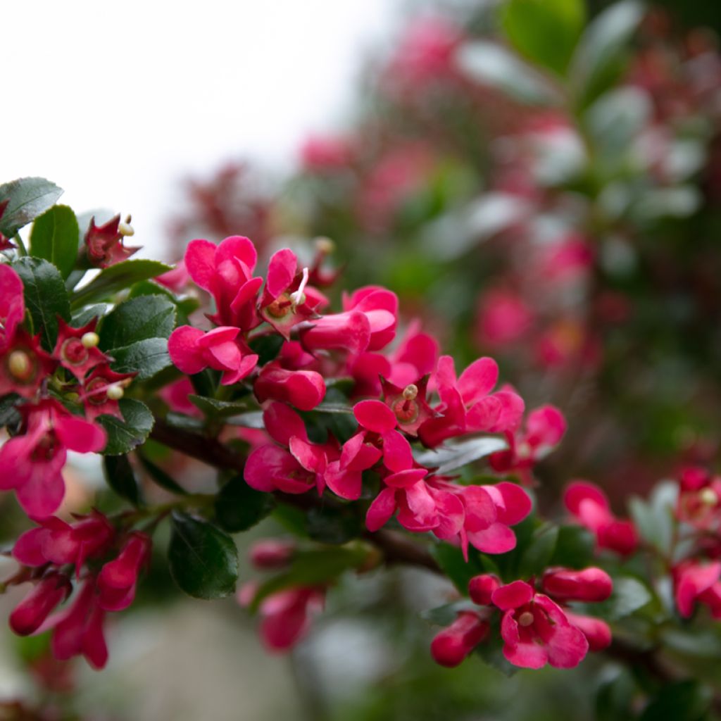 Escallonia Dart's Rosy Red - Andenstrauch