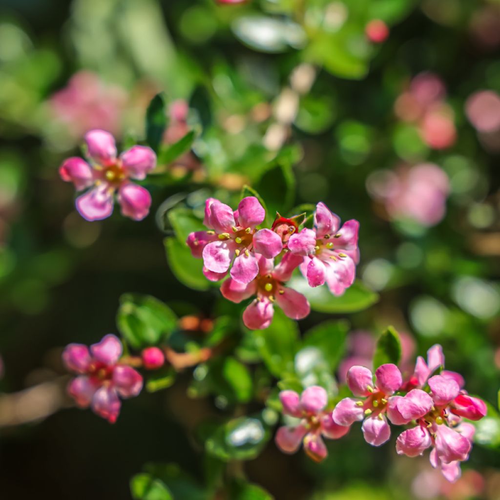 Escallonia Donard Seedling - Andenstrauch