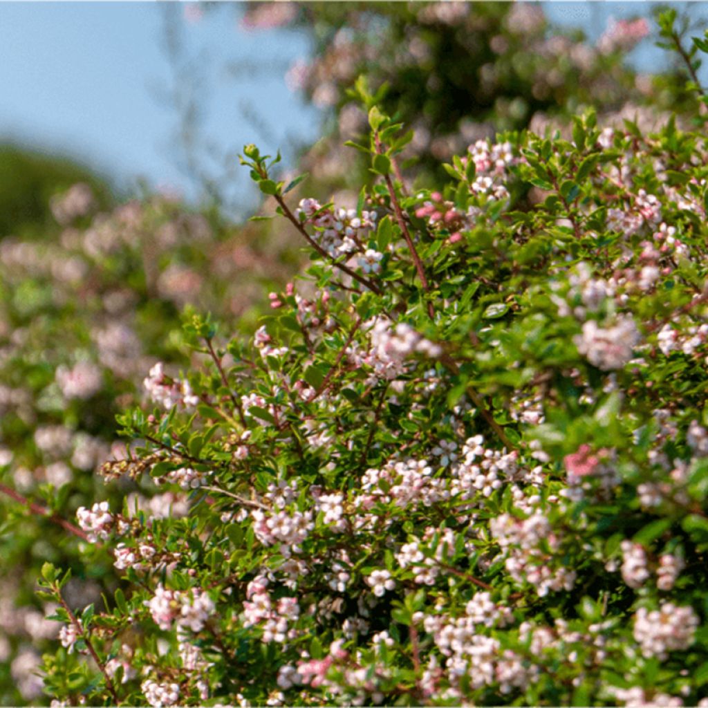 Escallonia Pinky Carpet - Andenstrauch