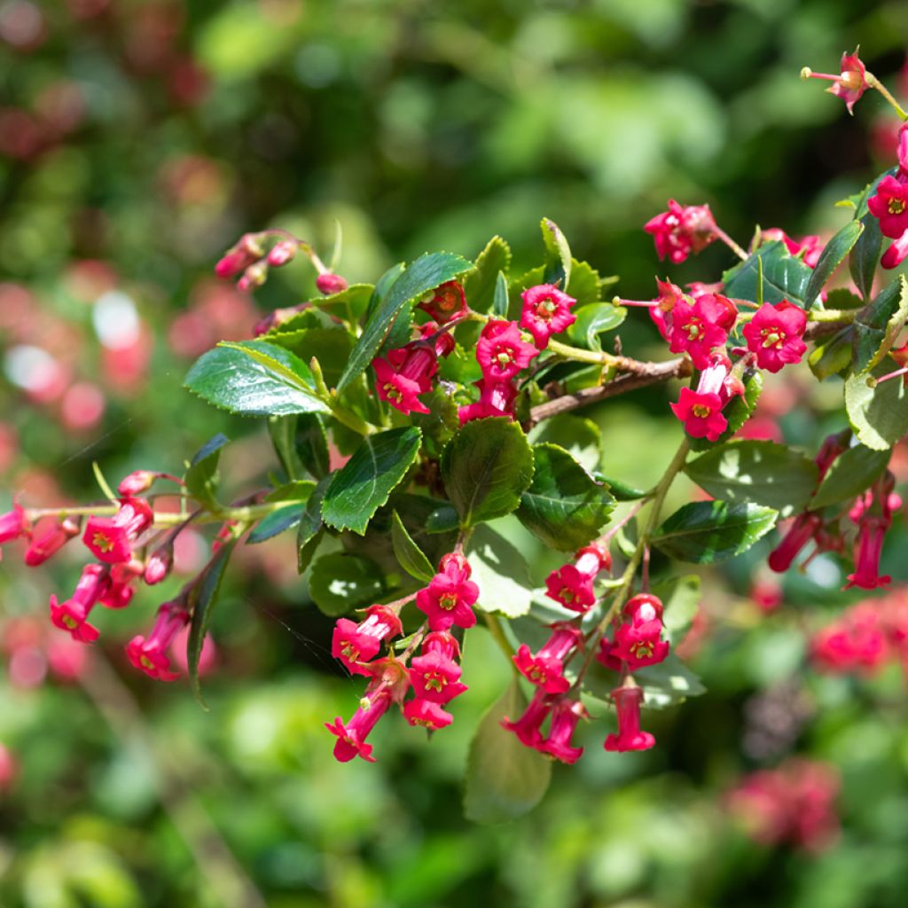 Escallonia rubra var. Macrantha Crimson Spire - Andenstrauch