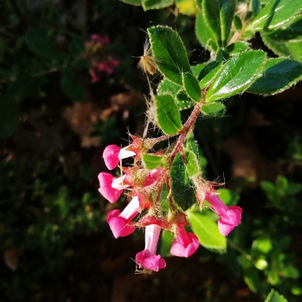 Escallonia rubra var. macrantha - Andenstrauch