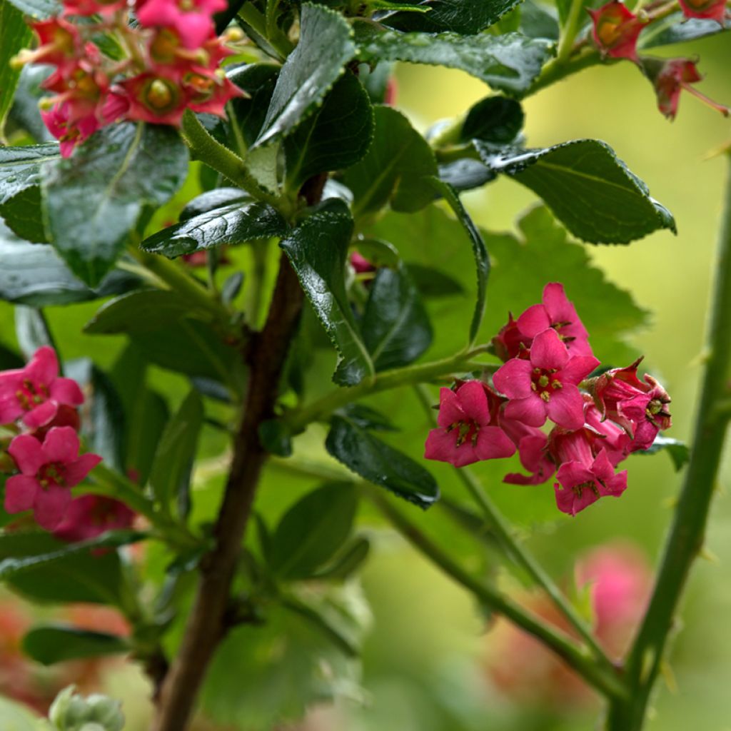 Escallonia Red Elf - Andenstrauch