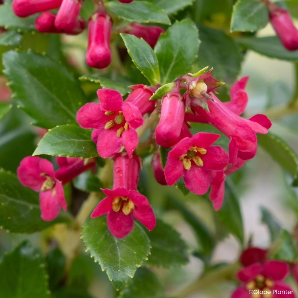 Escallonia rubra Red Tower - Andenstrauch
