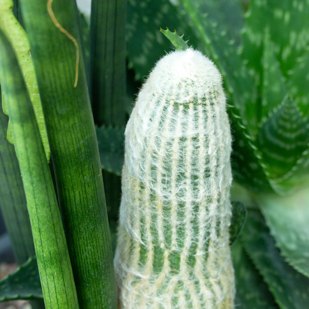 Kaktus - Espostoa lanata