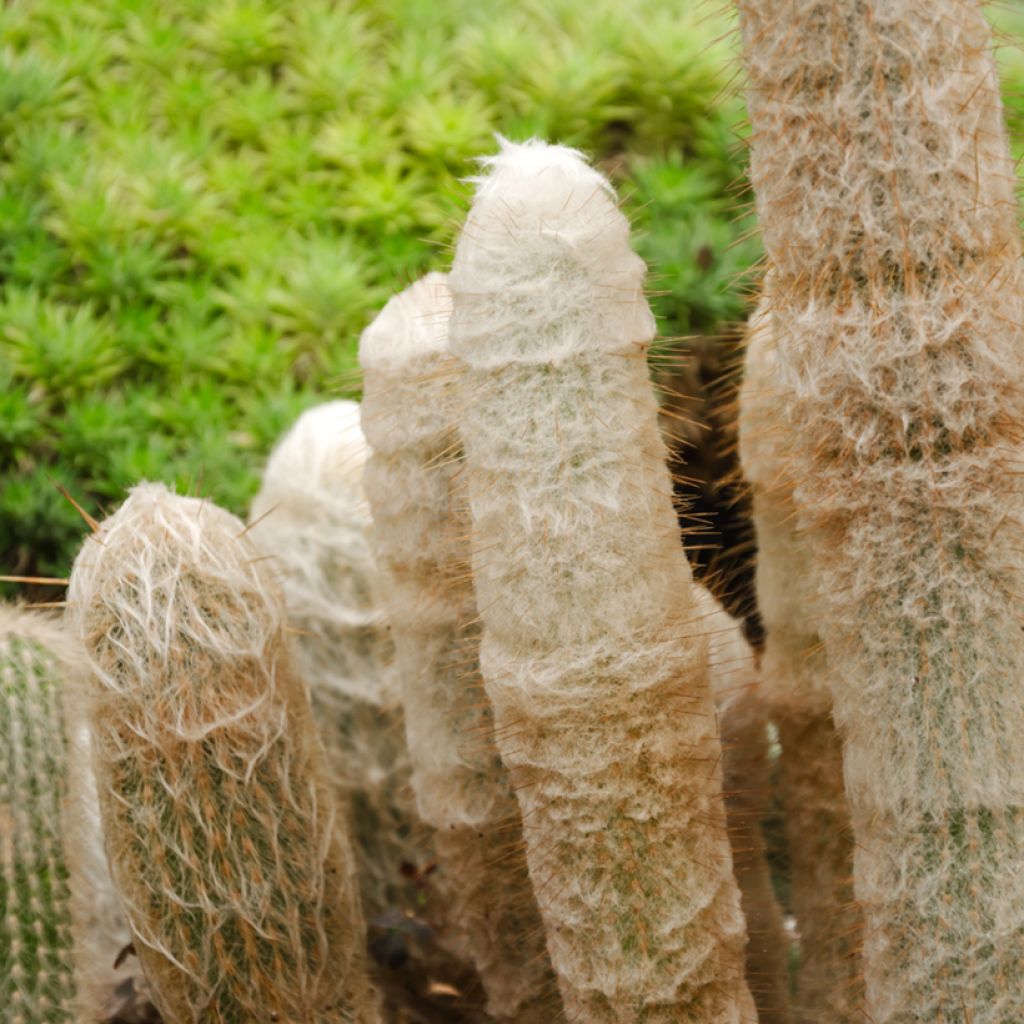 Kaktus - Espostoa lanata