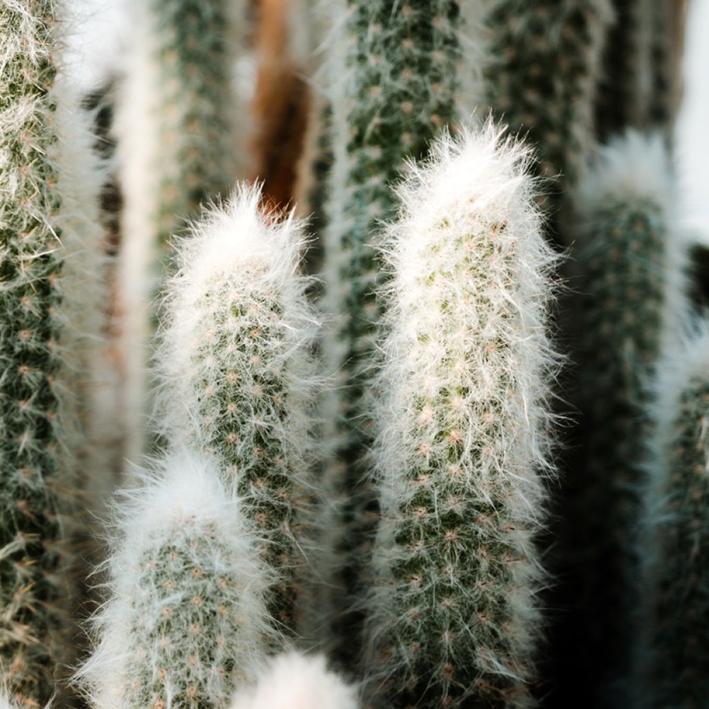 Kaktus - Espostoa lanata